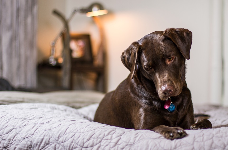 Chew proof dog bed DIY
